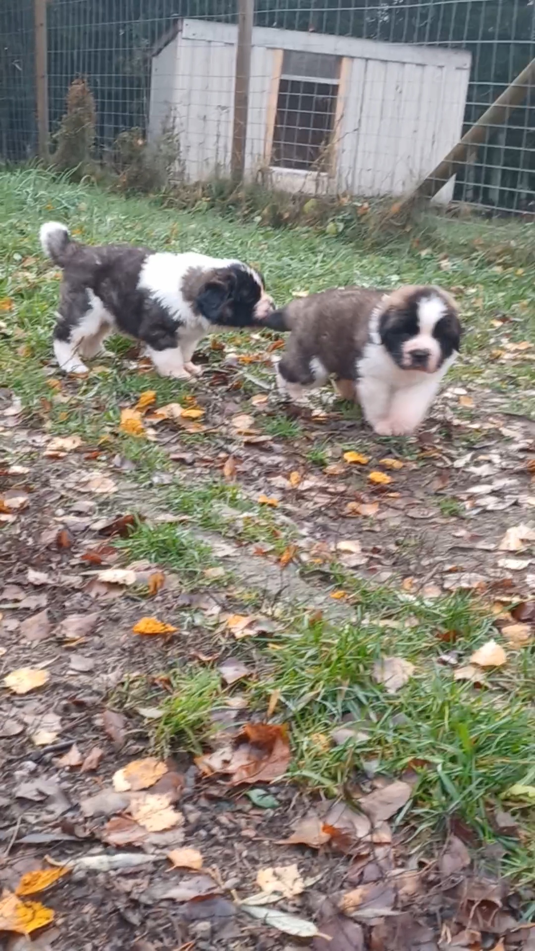 "Creeper" & "Alex" 5vk