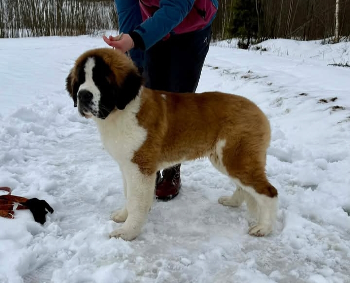 Brilliant Iron Golem "Otso" 5kk om. Jade Ikonen